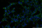 CELSR2 Antibody in Immunocytochemistry (ICC/IF)