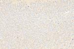 CELSR2 Antibody in Immunohistochemistry (Paraffin) (IHC (P))
