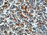FFAR2 Antibody in Immunohistochemistry (Paraffin) (IHC (P))