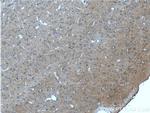 mGluR2 Antibody in Immunohistochemistry (Paraffin) (IHC (P))