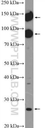 mGluR2 Antibody in Western Blot (WB)