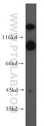mGluR2 Antibody in Western Blot (WB)