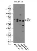 GAC Antibody in Western Blot (WB)