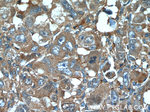IGFBP7 Antibody in Immunohistochemistry (Paraffin) (IHC (P))