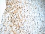 Kir2.1 Antibody in Immunohistochemistry (Paraffin) (IHC (P))