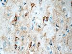 Kir2.1 Antibody in Immunohistochemistry (Paraffin) (IHC (P))