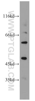 Kir2.1 Antibody in Western Blot (WB)