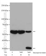 PAK2 Antibody in Western Blot (WB)