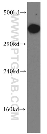 DNA-PKcs Antibody in Western Blot (WB)