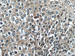LDHB Antibody in Immunohistochemistry (Paraffin) (IHC (P))