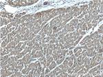 LDHB Antibody in Immunohistochemistry (Paraffin) (IHC (P))