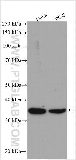 LDHB Antibody in Western Blot (WB)