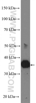 LDHB Antibody in Western Blot (WB)