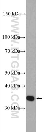 LDHB Antibody in Western Blot (WB)