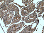 LDHC Antibody in Immunohistochemistry (Paraffin) (IHC (P))