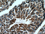 LDHC Antibody in Immunohistochemistry (Paraffin) (IHC (P))
