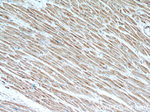 LDHC Antibody in Immunohistochemistry (Paraffin) (IHC (P))