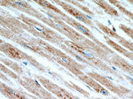 LDHC Antibody in Immunohistochemistry (Paraffin) (IHC (P))