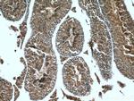 LDHC Antibody in Immunohistochemistry (Paraffin) (IHC (P))