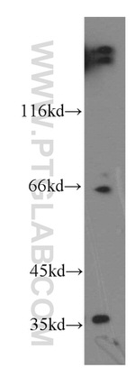LDHC Antibody in Western Blot (WB)