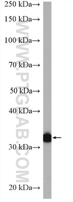 LDHC Antibody in Western Blot (WB)