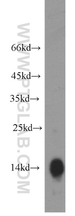 HBA1 Antibody in Western Blot (WB)