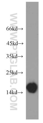 HBA1 Antibody in Western Blot (WB)
