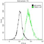 HBG1 Antibody in Flow Cytometry (Flow)