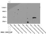 HBQ1 Antibody in Western Blot (WB)