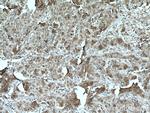 TGF-beta 2 Antibody in Immunohistochemistry (Paraffin) (IHC (P))