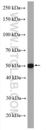 TGF-beta 2 Antibody in Western Blot (WB)