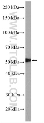 TGF-beta 2 Antibody in Western Blot (WB)