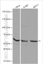 TGF-beta 2 Antibody in Western Blot (WB)