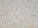 Alpha-2-Macroglobulin/A2M Antibody in Immunohistochemistry (Paraffin) (IHC (P))