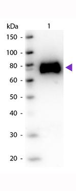 Glucose Oxidase Antibody in Western Blot (WB)
