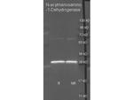 N-Acylmannosamine-1-Dehydrogenase Polyclonal Antibody