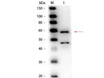 Bilirubin Oxidase Polyclonal Antibody, HRP