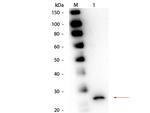 Papain Polyclonal Antibody