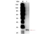 Papain Polyclonal Antibody, HRP