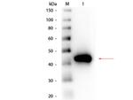 Pepsin Polyclonal Antibody, HRP
