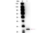 Papain Polyclonal Antibody, Biotin