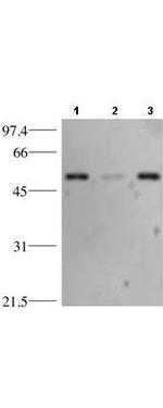 p53 Antibody in Western Blot (WB)