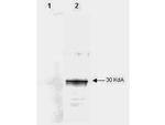 LEFTY A Monoclonal Antibody (7C5G1H6H10)