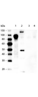 6X His Epitope Tag Monoclonal Antibody (33D10.D2.G8)
