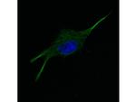 alpha-Tubulin Monoclonal Antibody (17H11.F10)