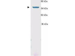 Hsp70 Antibody in Western Blot (WB)