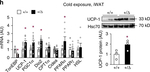 Hsc70 (Hsp73) Antibody in Western Blot (WB)