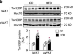 Hsc70 (Hsp73) Antibody in Western Blot (WB)