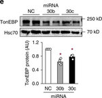 Hsc70 (Hsp73) Monoclonal Antibody (N27F3-4)