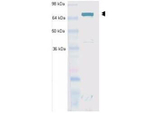 Hsc70 (Hsp73) Antibody in Western Blot (WB)